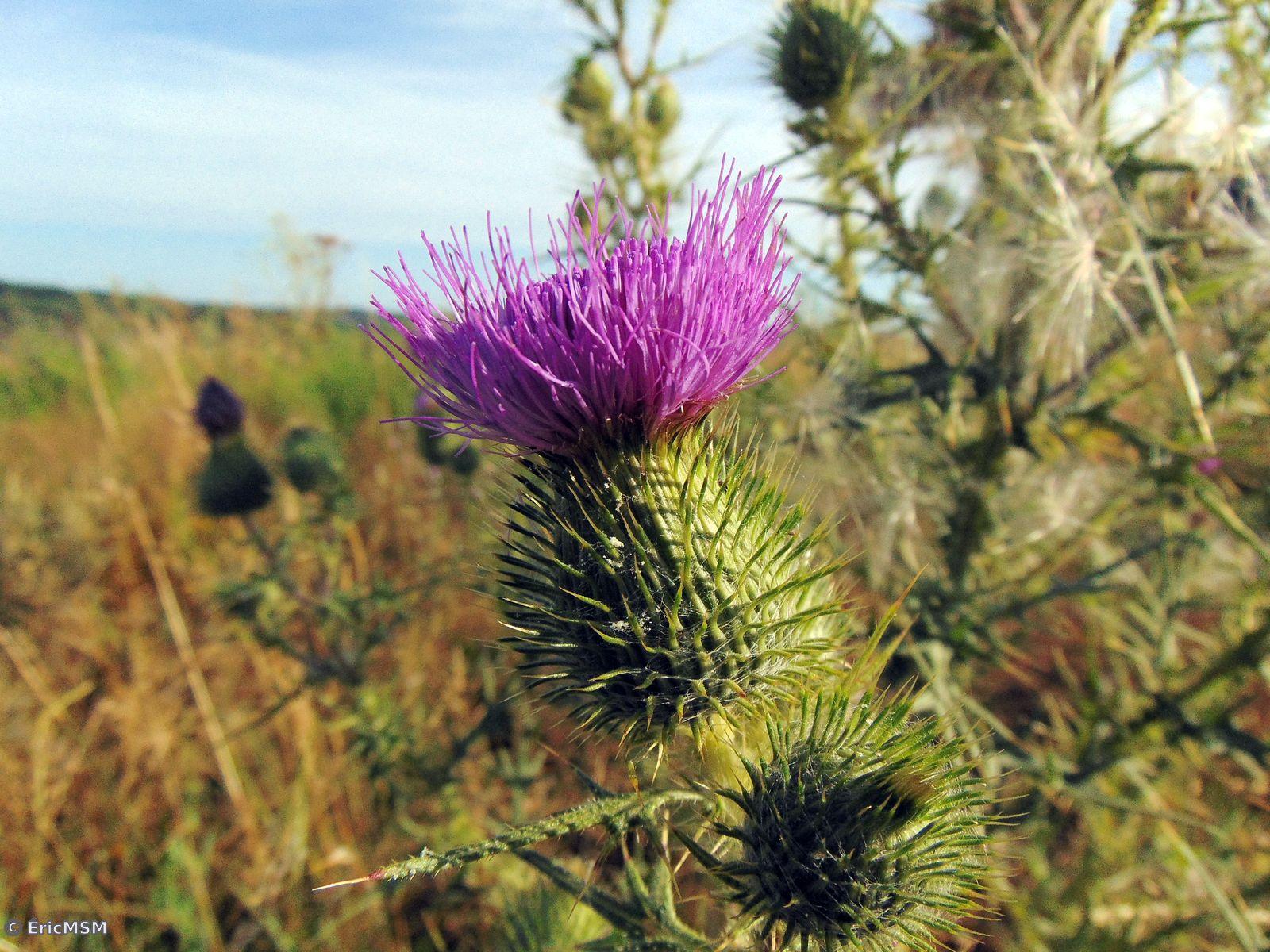 Chardon faux-achante (Carduus acanthoides)

spiny plumeless thistle Carduus acanthoides)