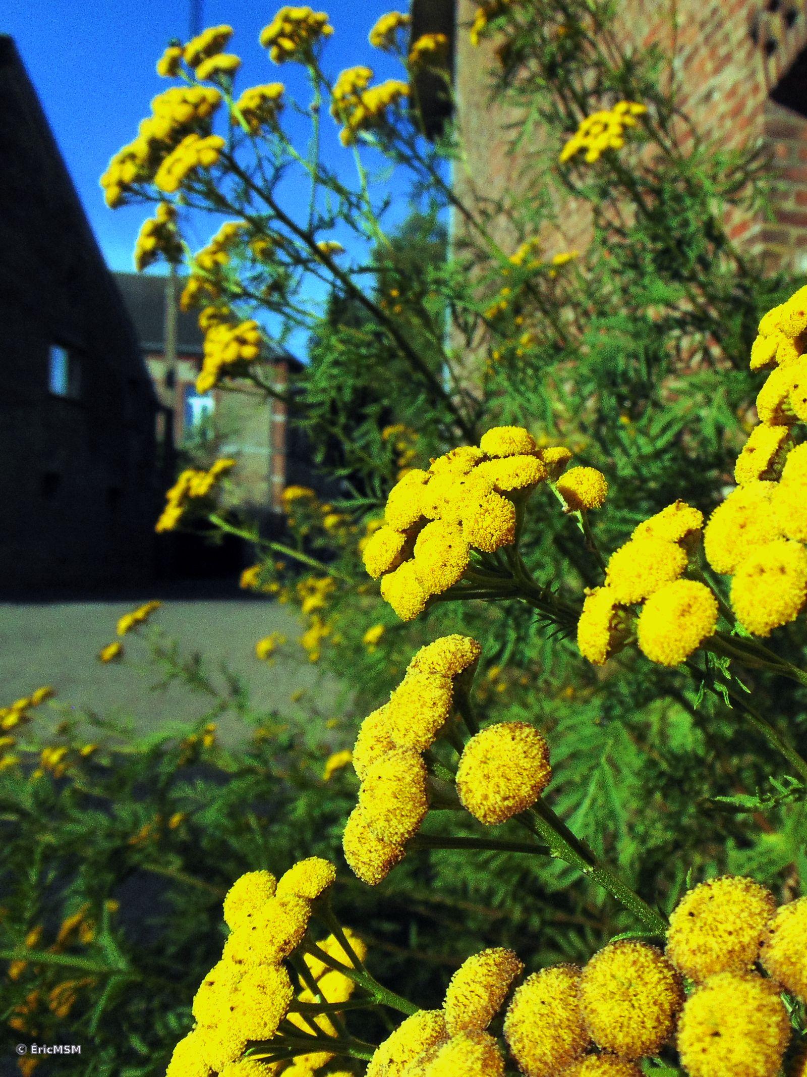 Tanaisie en gros plan.

Tansy in close-up.