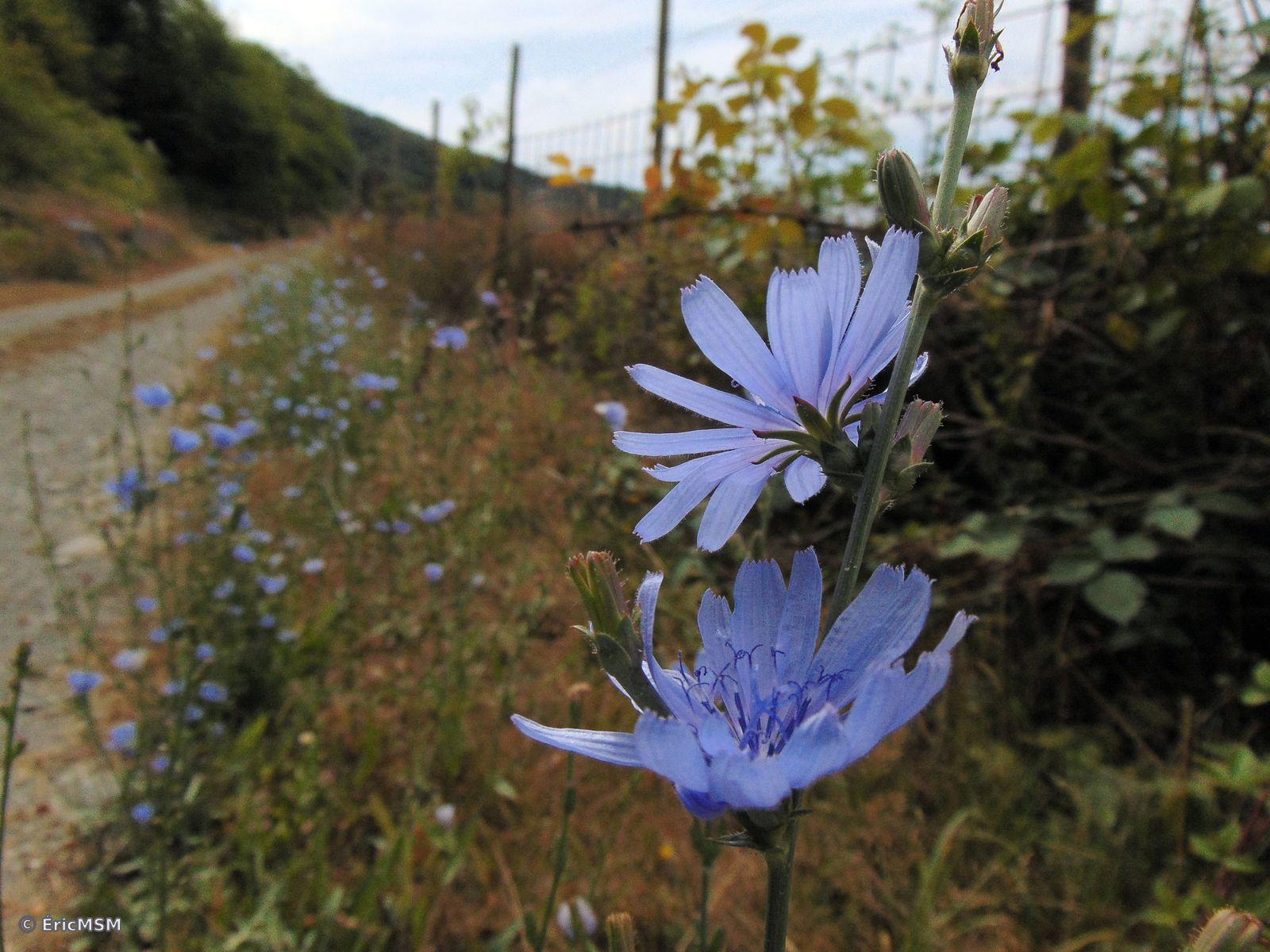 Des fleurs de chicorée sauvage le long d'un chemin de randonnée.

Common chicory flowers along a hiking trail.