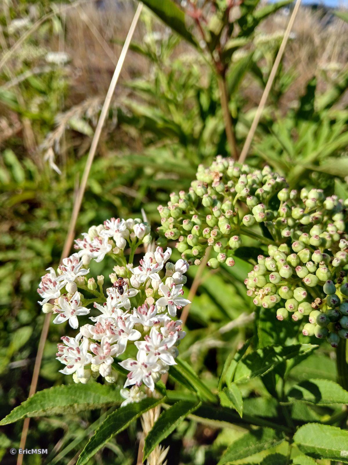 Du sureau hièble en fleur et en fruits.

dwarf elderberry in flower and fruit.