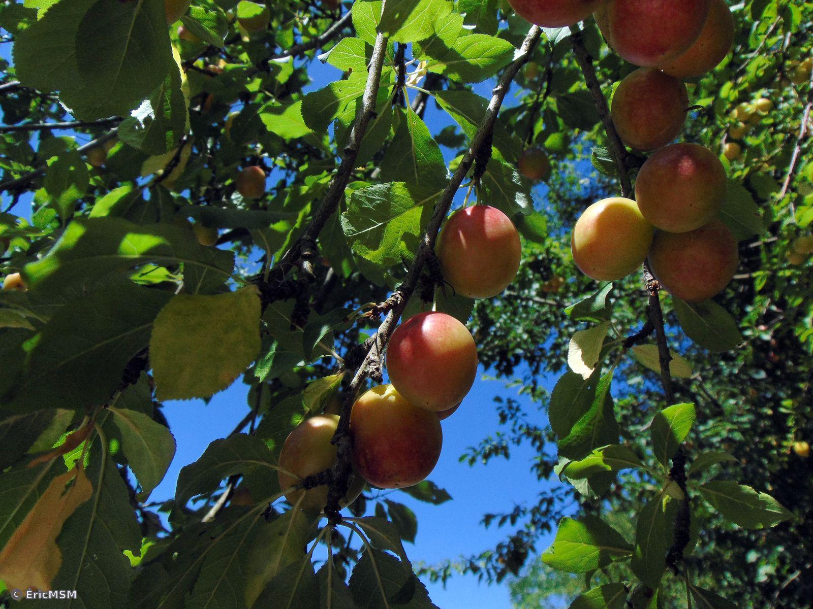 De petites prunes jaune-orangé dans un arbre partiellement éclairées par le soleil.

Small yellow-orange plums in a tree partially lit by the sun.