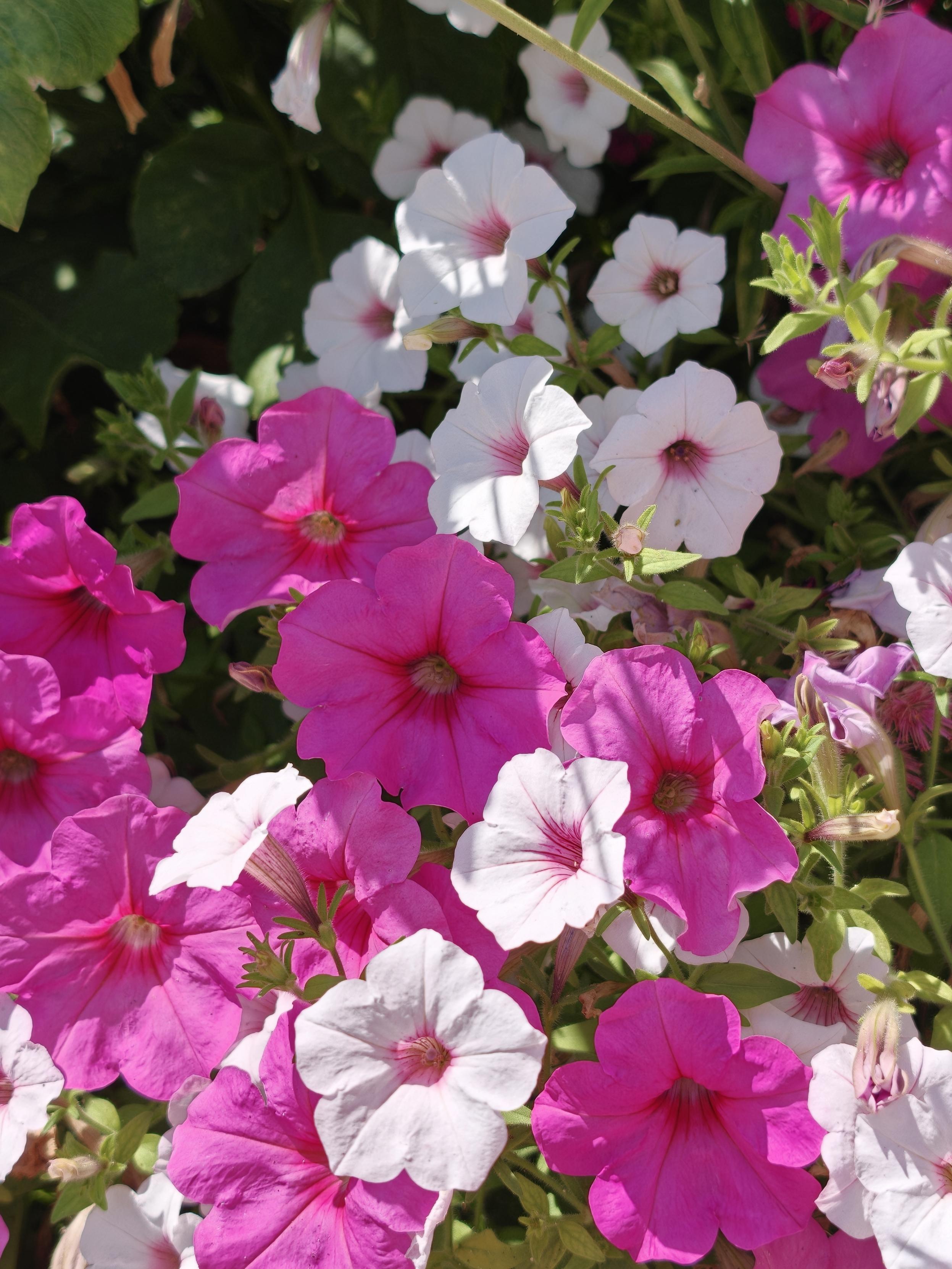 Pétunias roses et blancs
