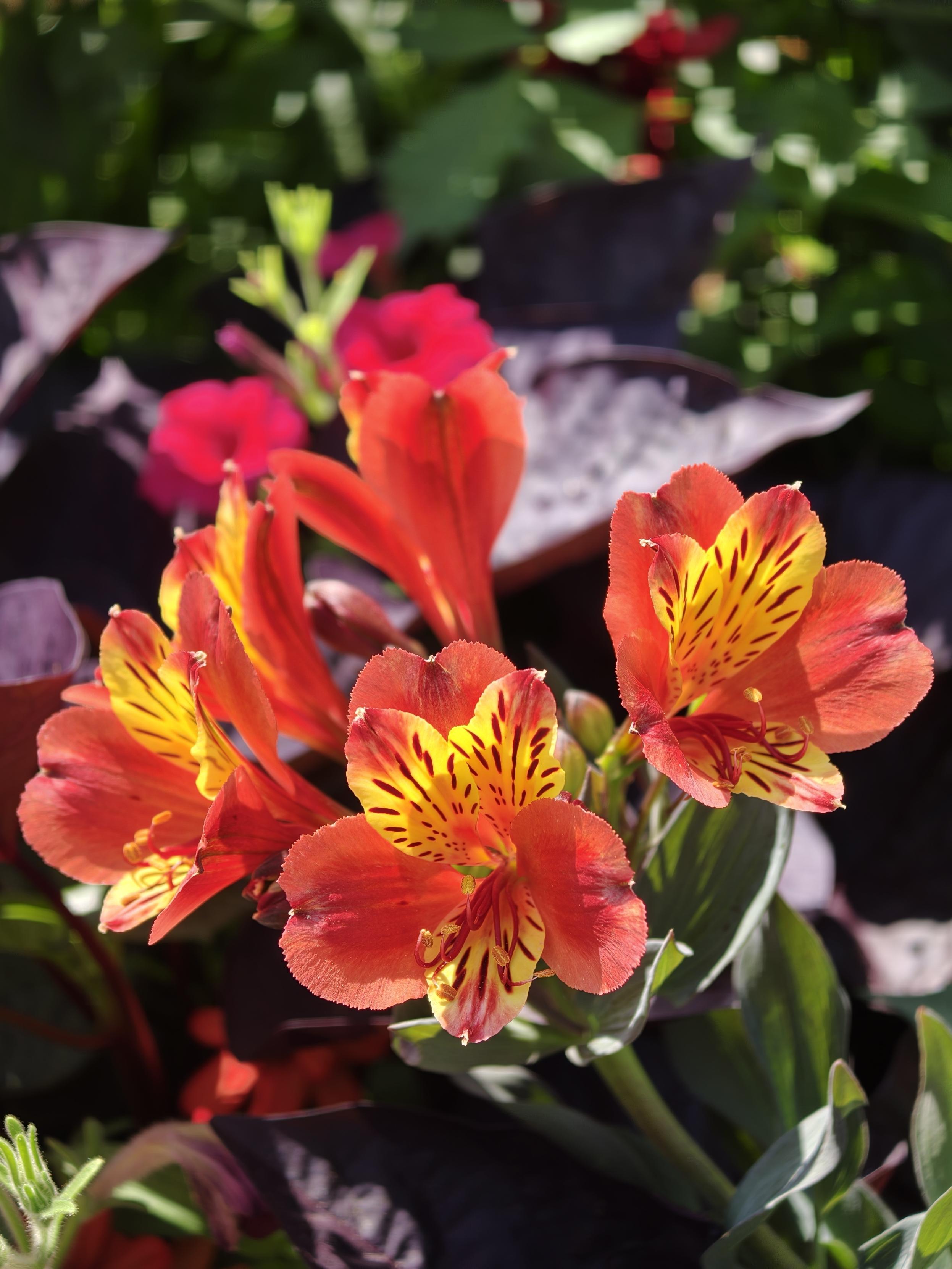 Alstroemeria jaune orange
