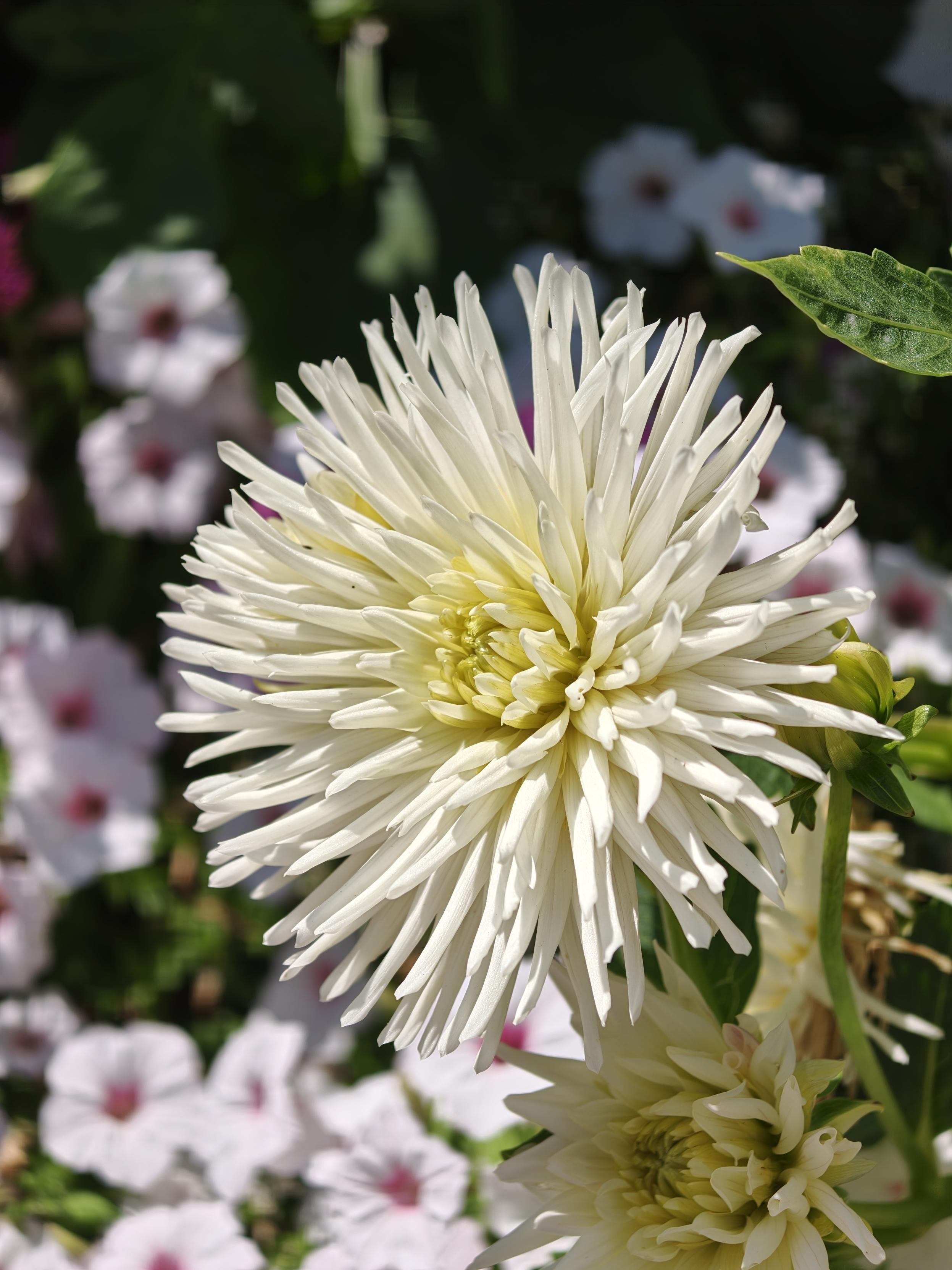 Dahlia blanc
