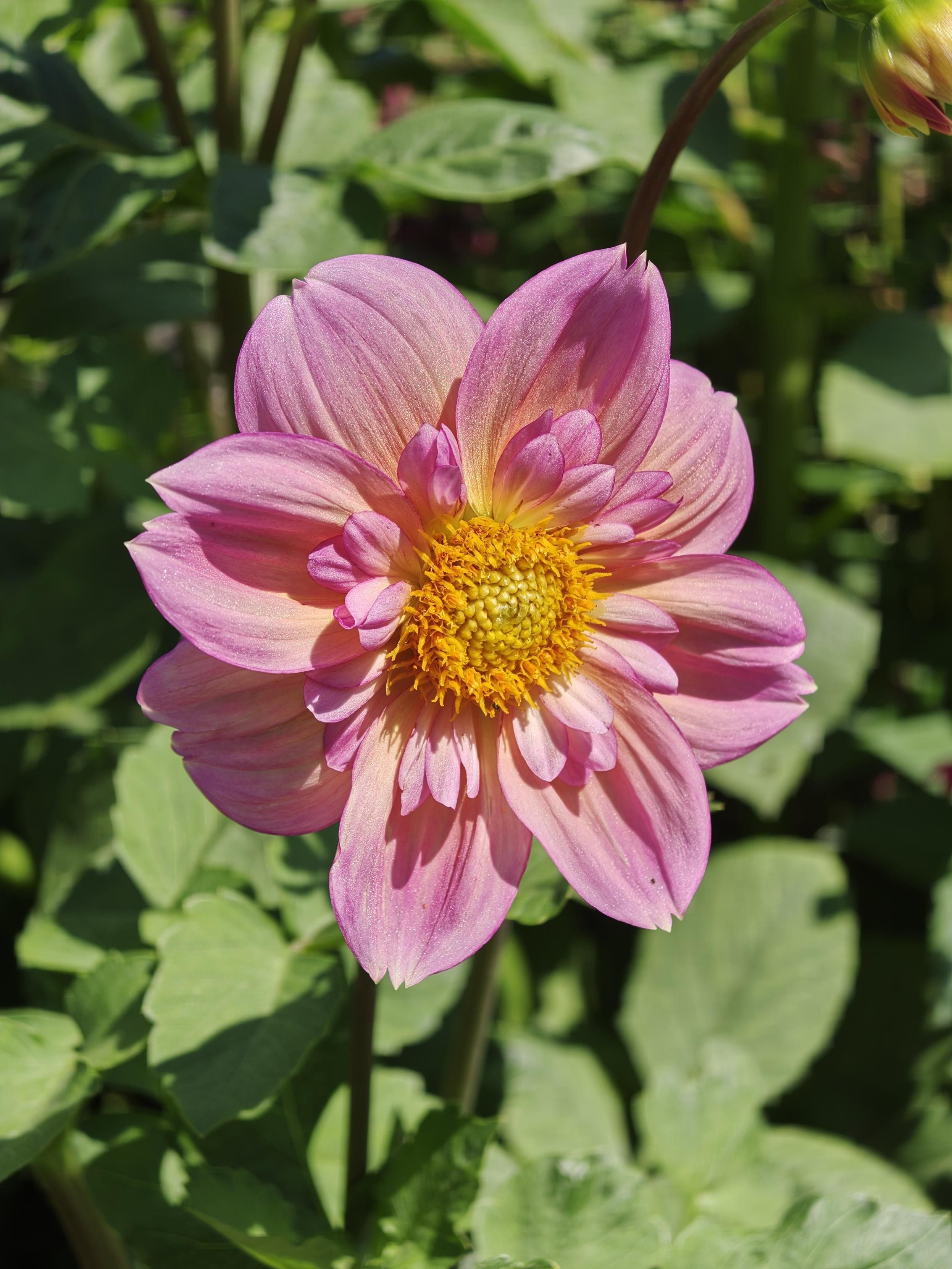 Dahlia collerette