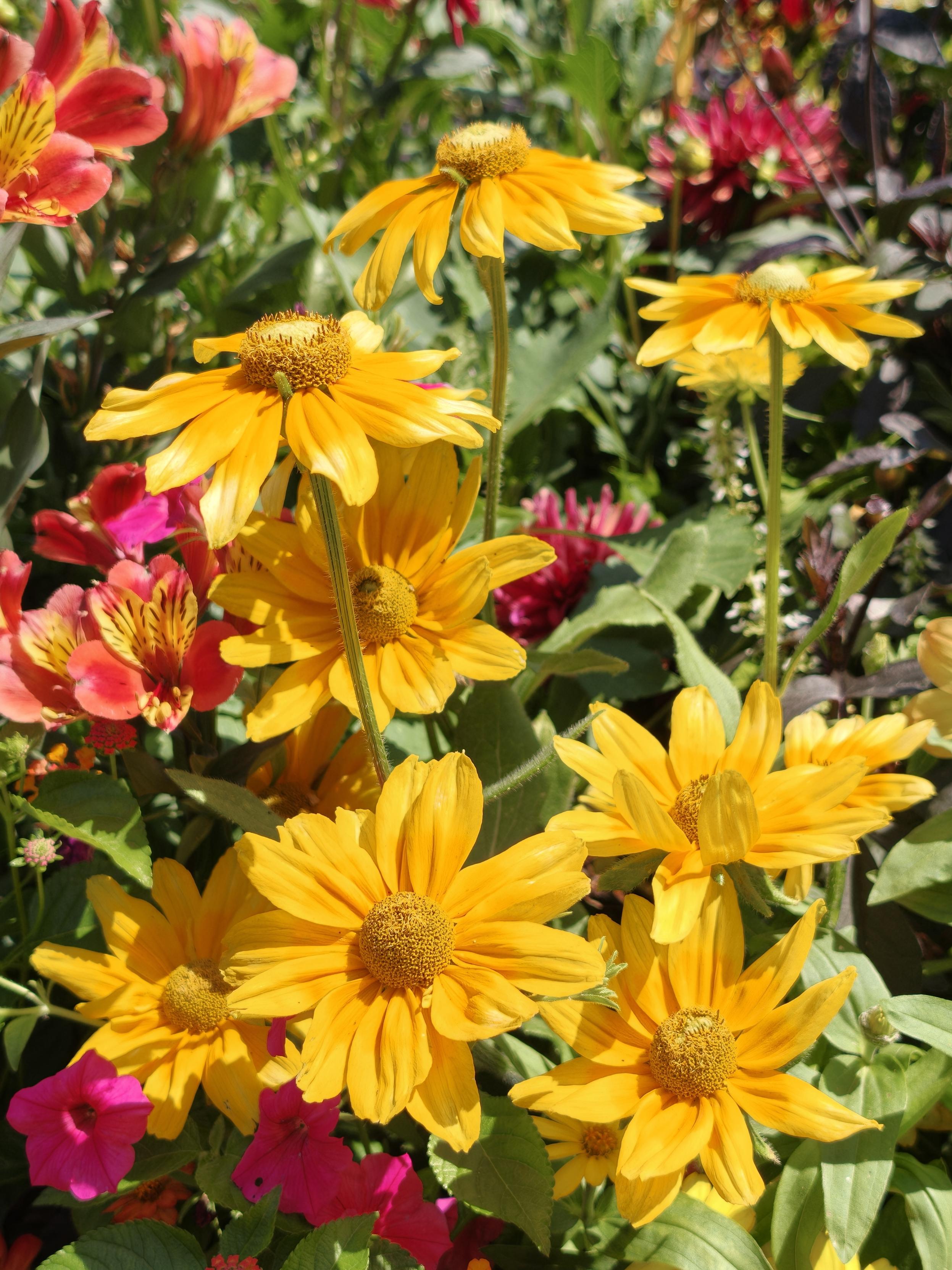 Heliopsis