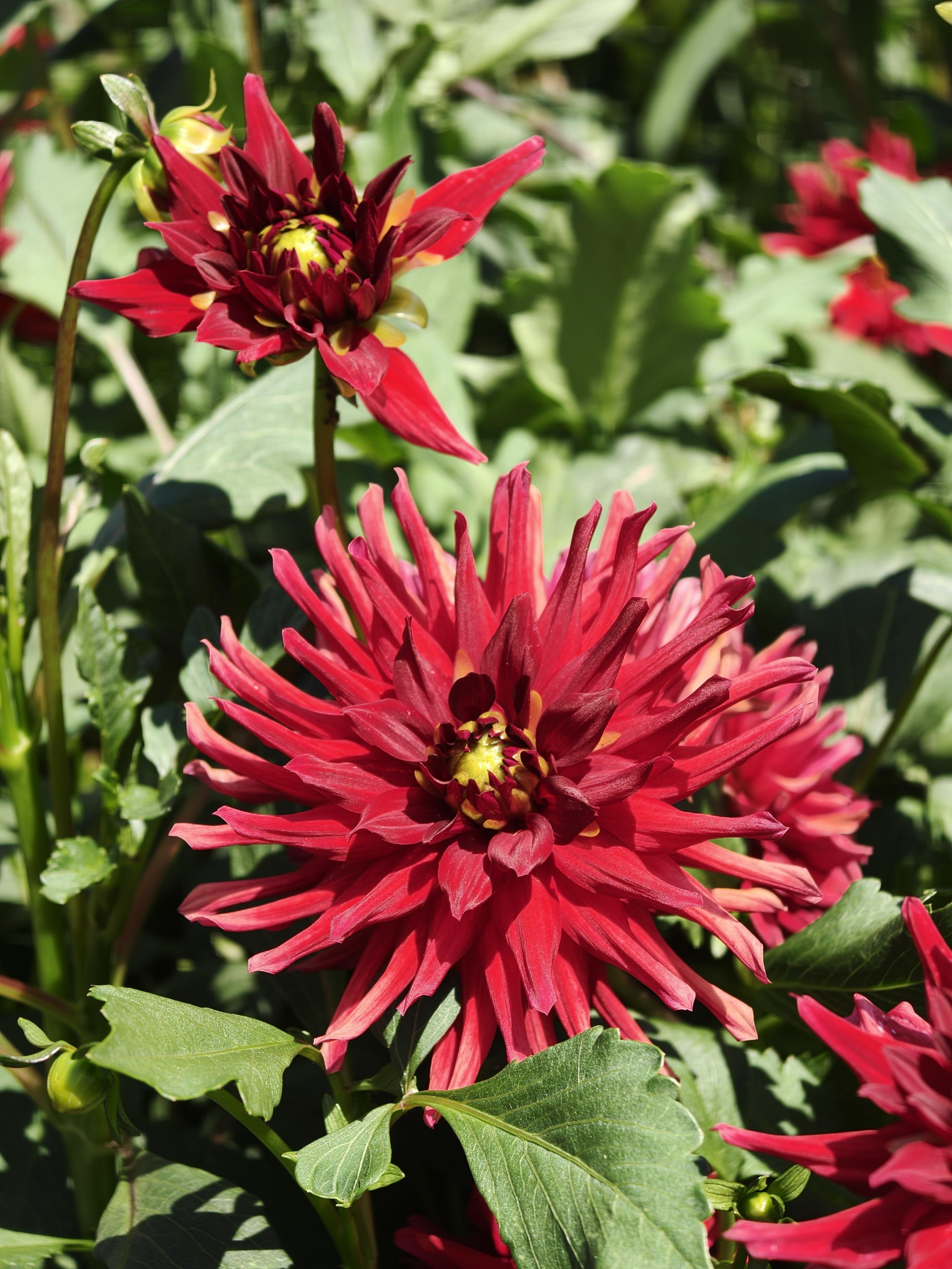 Dahlias pourpres