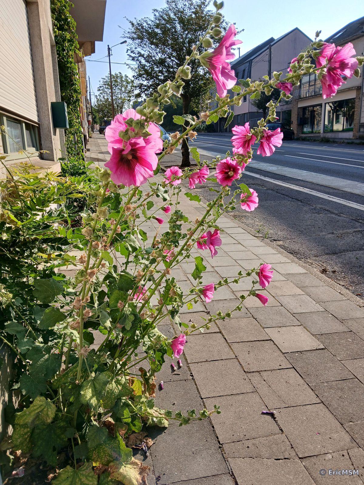 Un massif de roses trémières roses le long d'une maison dans une large avenue. Diverses maisons et bâtiments sont visibles sur l'autre côté de la rue. 

A clump of pink hollyhocks along a house on a wide avenue. Various houses and buildings are visible across the street.