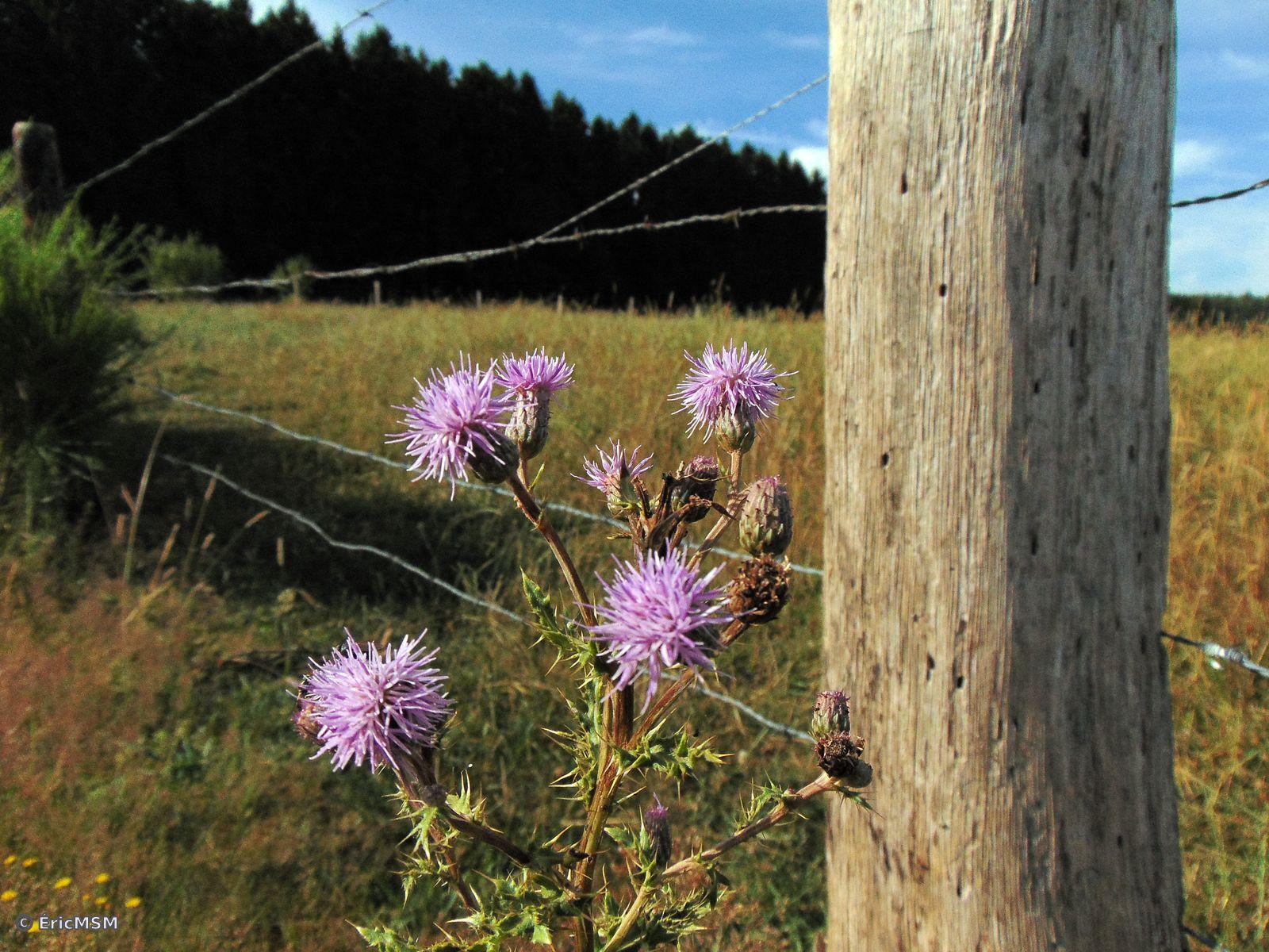 cirse des champs (Cirsium arvense) le long d'une clôture dont on voit le fil de fer et un poteau. A l'arrière plan , on distingue une forêt.

creeping thistle (Cirsium arvense) along a fence of which we see the wire and a post. In the background, we can see a forest.