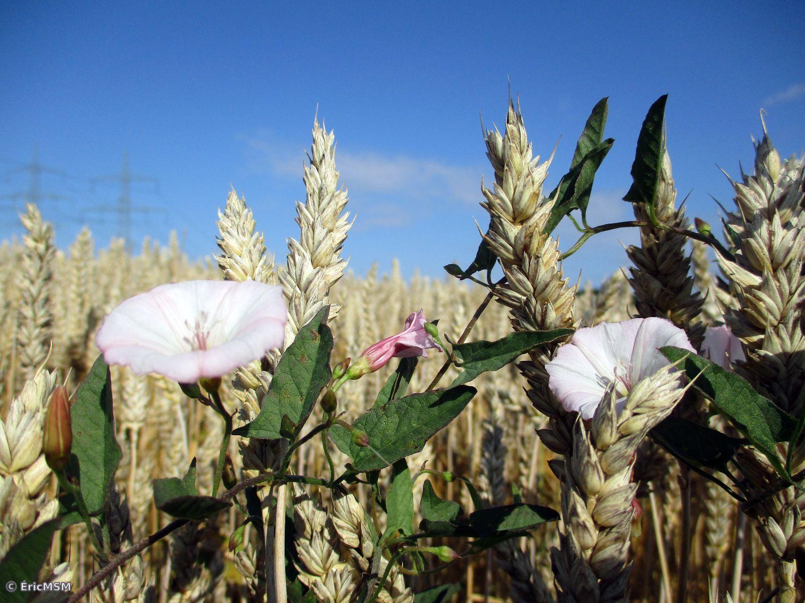 Un champ où épis et liserons se mélangent.

A field where ears and bindweed mix.