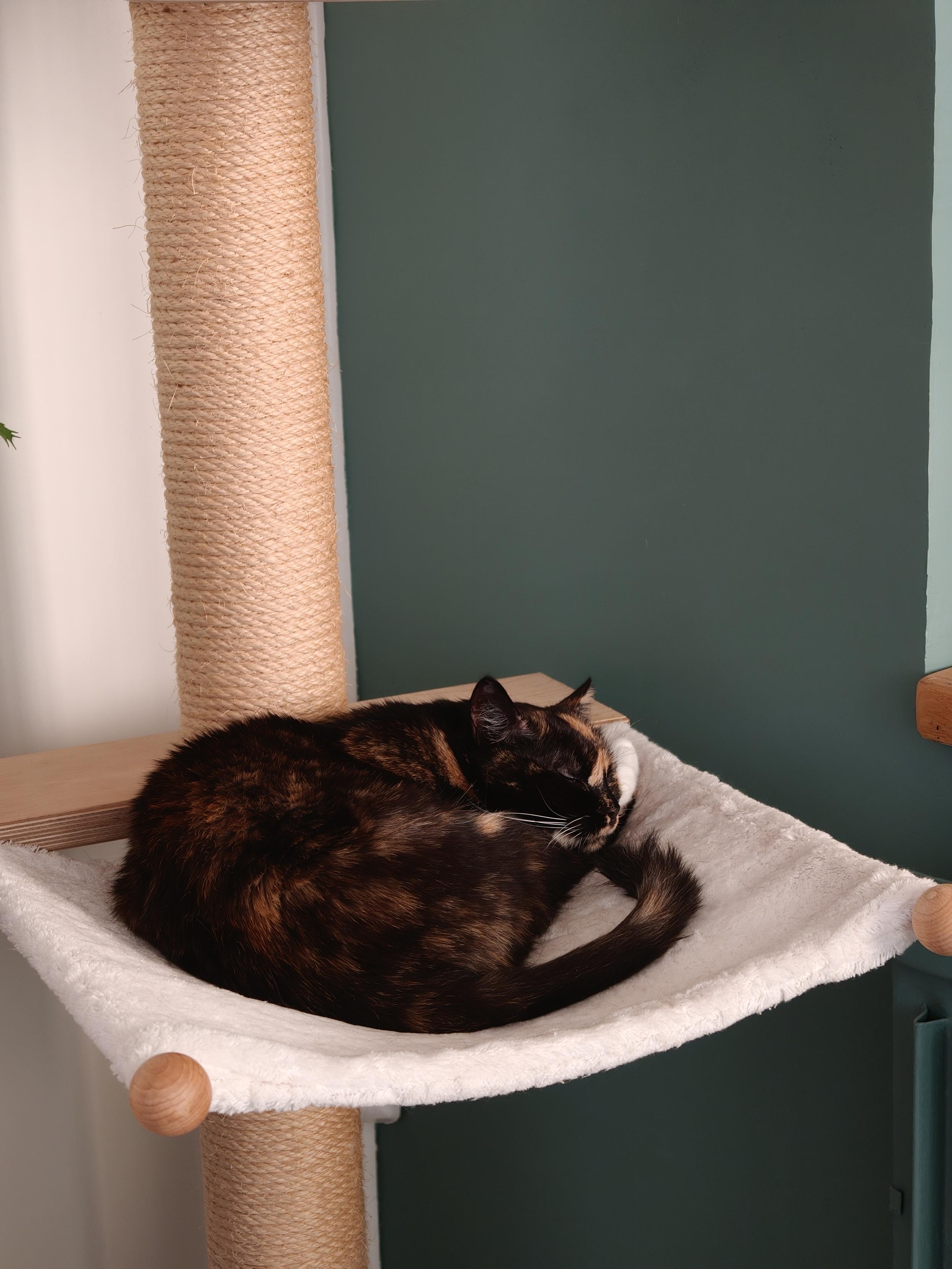 Ma chatte qui dort sur un hamac de son arbre à chat
