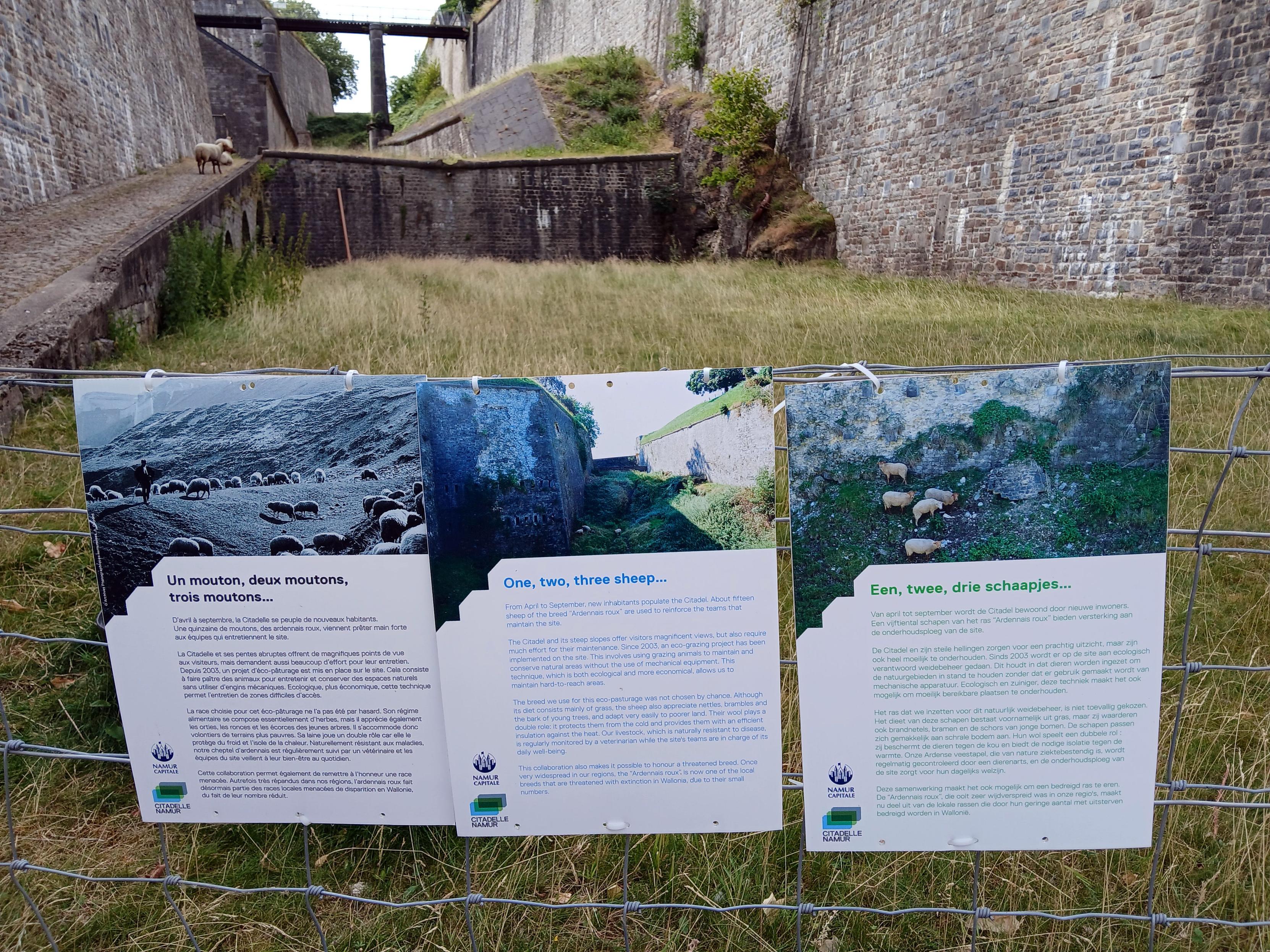 Panneaux d'information en français, anglais et néerlandais sur l'éco-pâturage.

Information tables in French, Dutch and English about the Eco-grazing.
