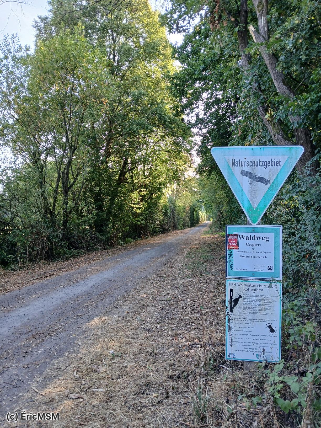 Chemin forestier.