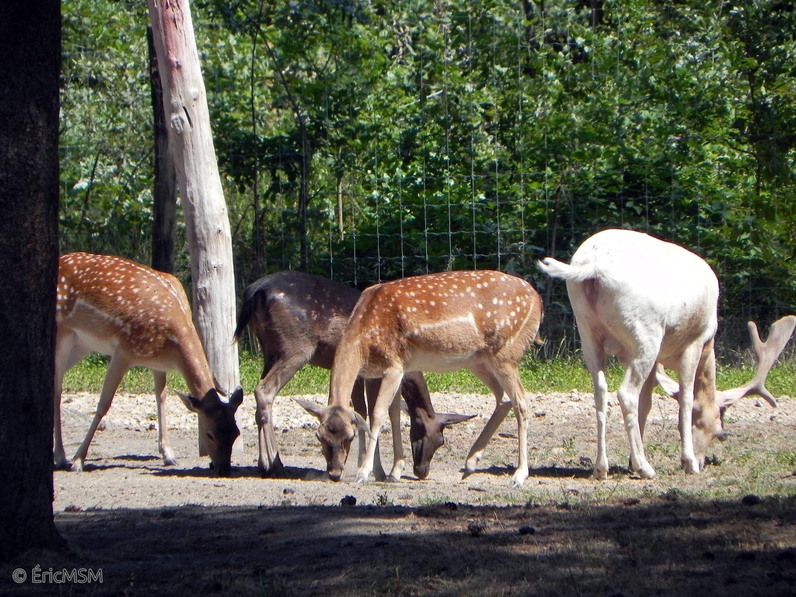 Des daims et un cerf blanc dans un enclos en train de paître tranquillement, cet enclos est à but éducatif.

Deer and a white deer in an enclosure grazing quietly, this enclosure is for educational purposes.