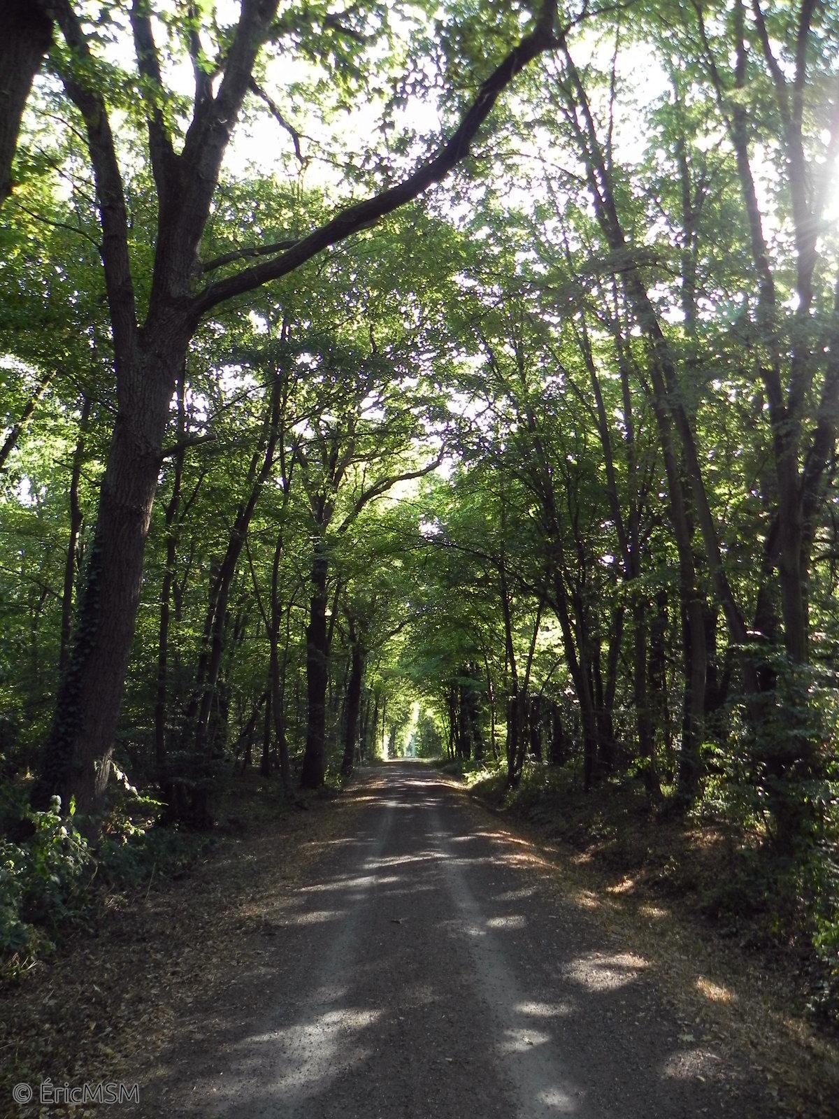 Un allée arborée en forêt. 

A tree-lined path in the forest.