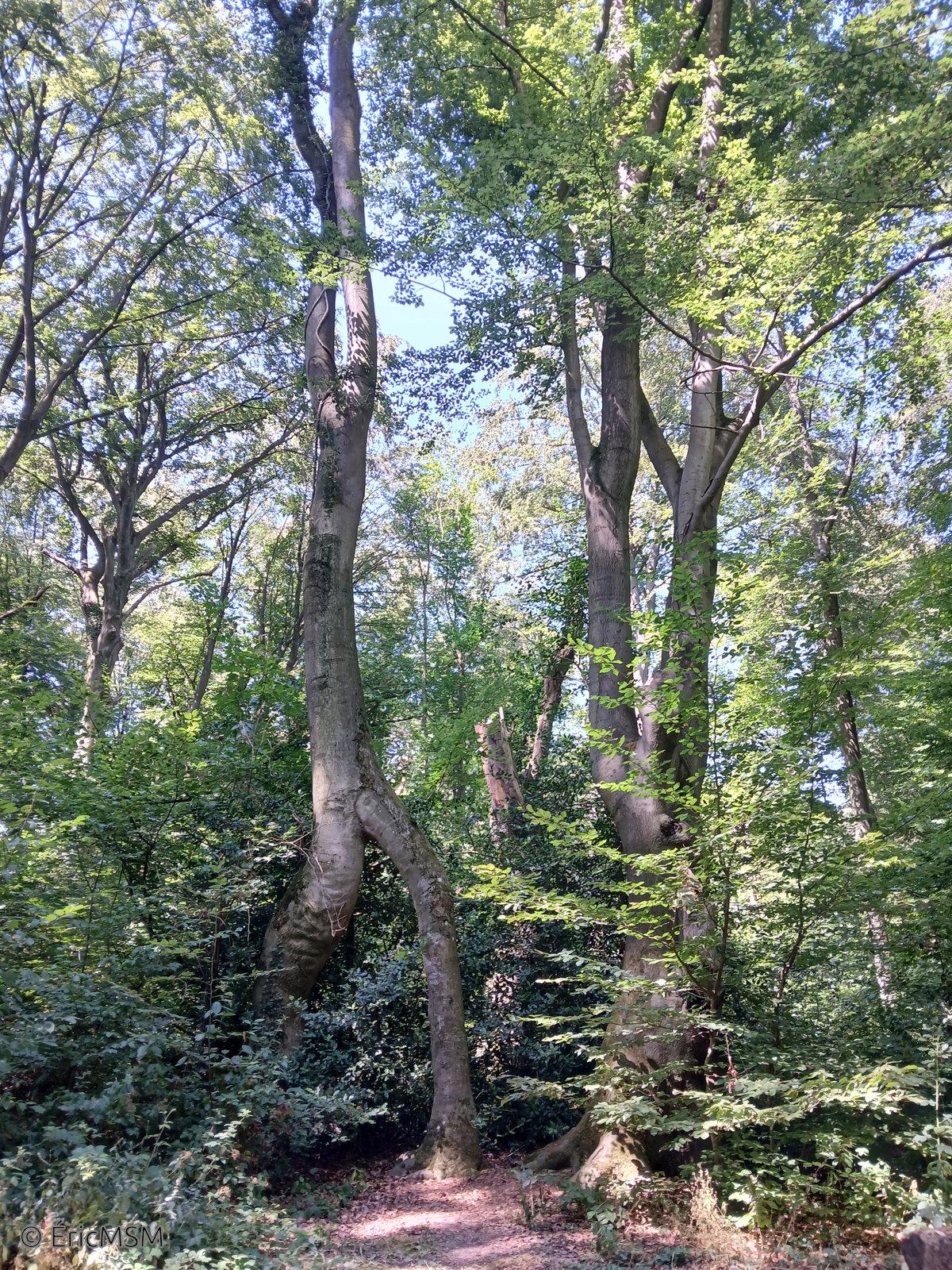 Un arbre remarquable qui semble se mouvoir sur deux jambes.

A remarkable tree that seems to move on two legs.
