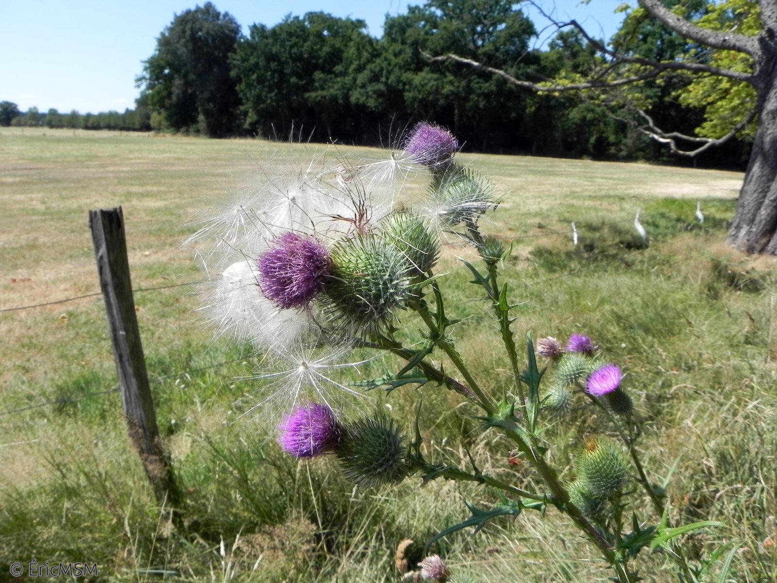 Des chardons au bord d'un chemin longeant un champ.

Thistles at the edge of a path along a field.