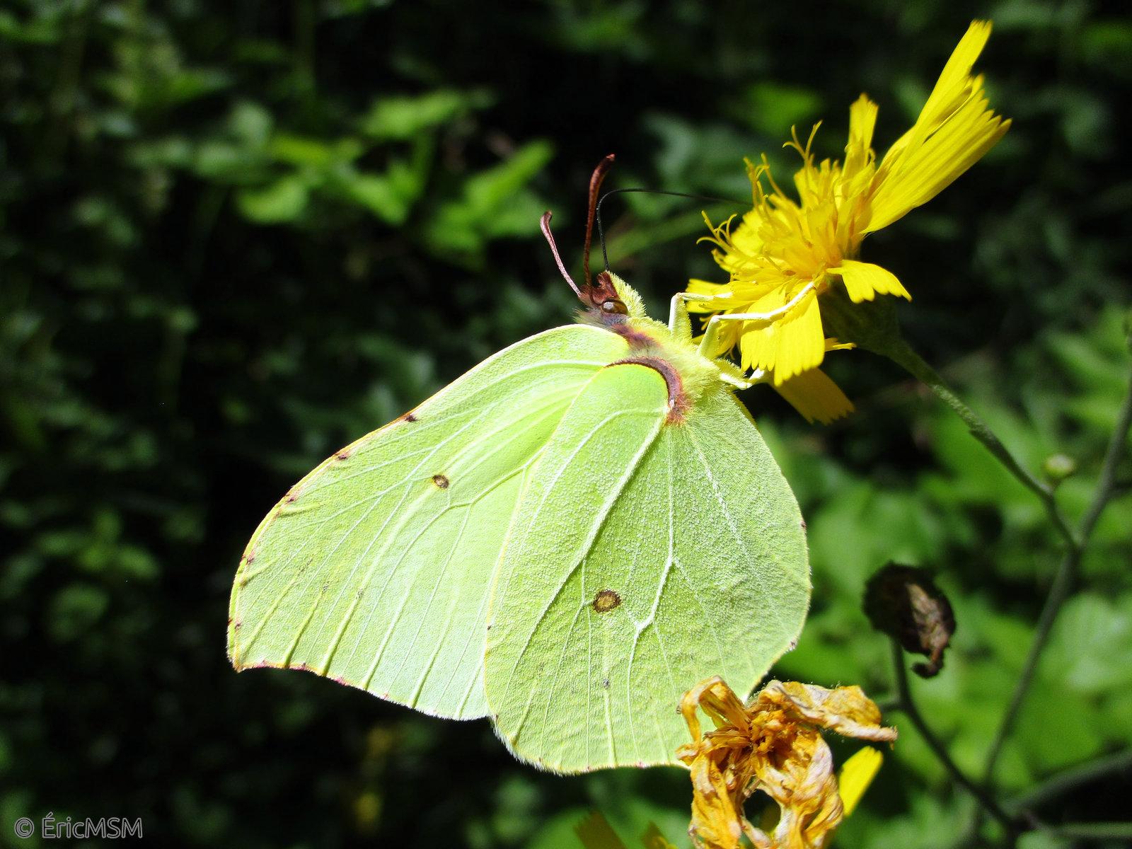 Papillon citron (Gonepteryx rhamni) en macro.

Macro photo of a common brimstone (Gonepteryx rhamni).