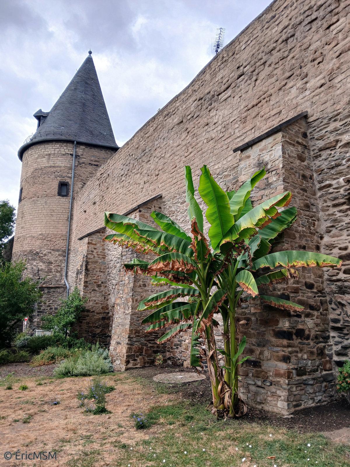 Un bananier le long de la muraille d'enceinte historique de la ville.

A banana tree along the historic city wall.