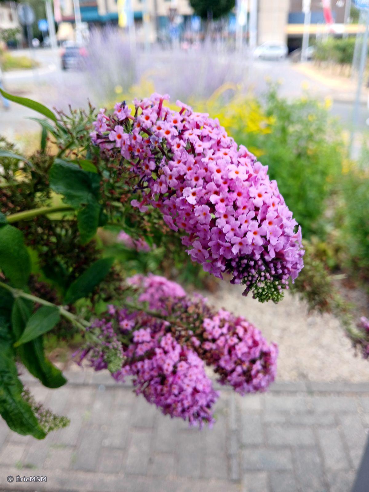 Buddleja davidii en gros plan sur les inflorescences.

Buddleja davidii in close-up on the inflorescences.