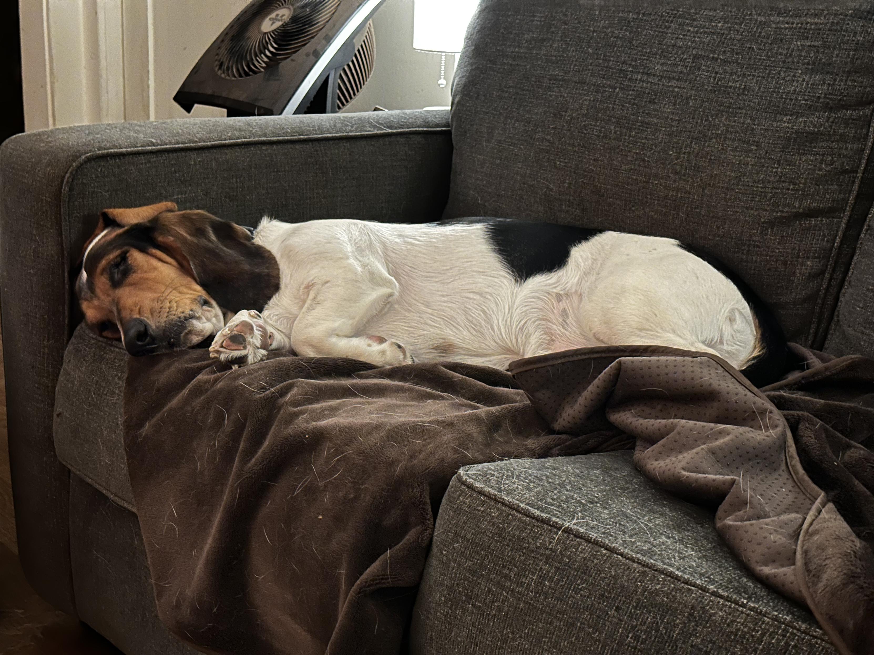 Basset endormi sur son côté droit, sur une couverture brune sur un canapé bleu foncé. Coin supérieur gauche: mur blanc avec un ventilateur noir partiellement visible.