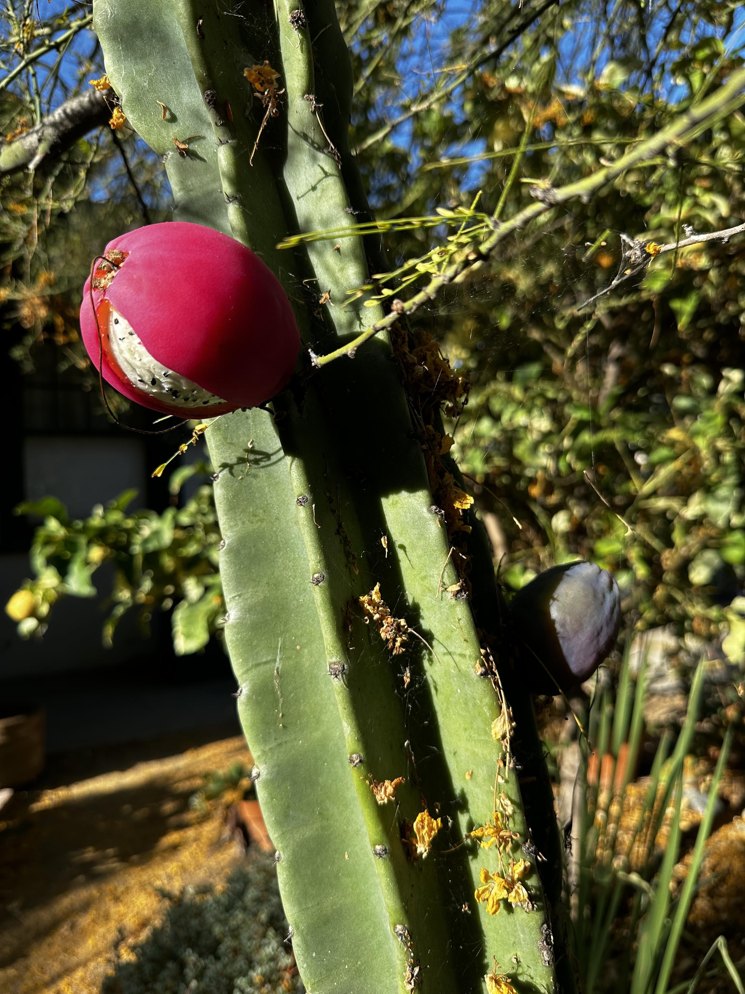 Cactus* Apple, pink, splitting and ripe still attached to the plant but ready to pick  
*Cereus Peruvianus