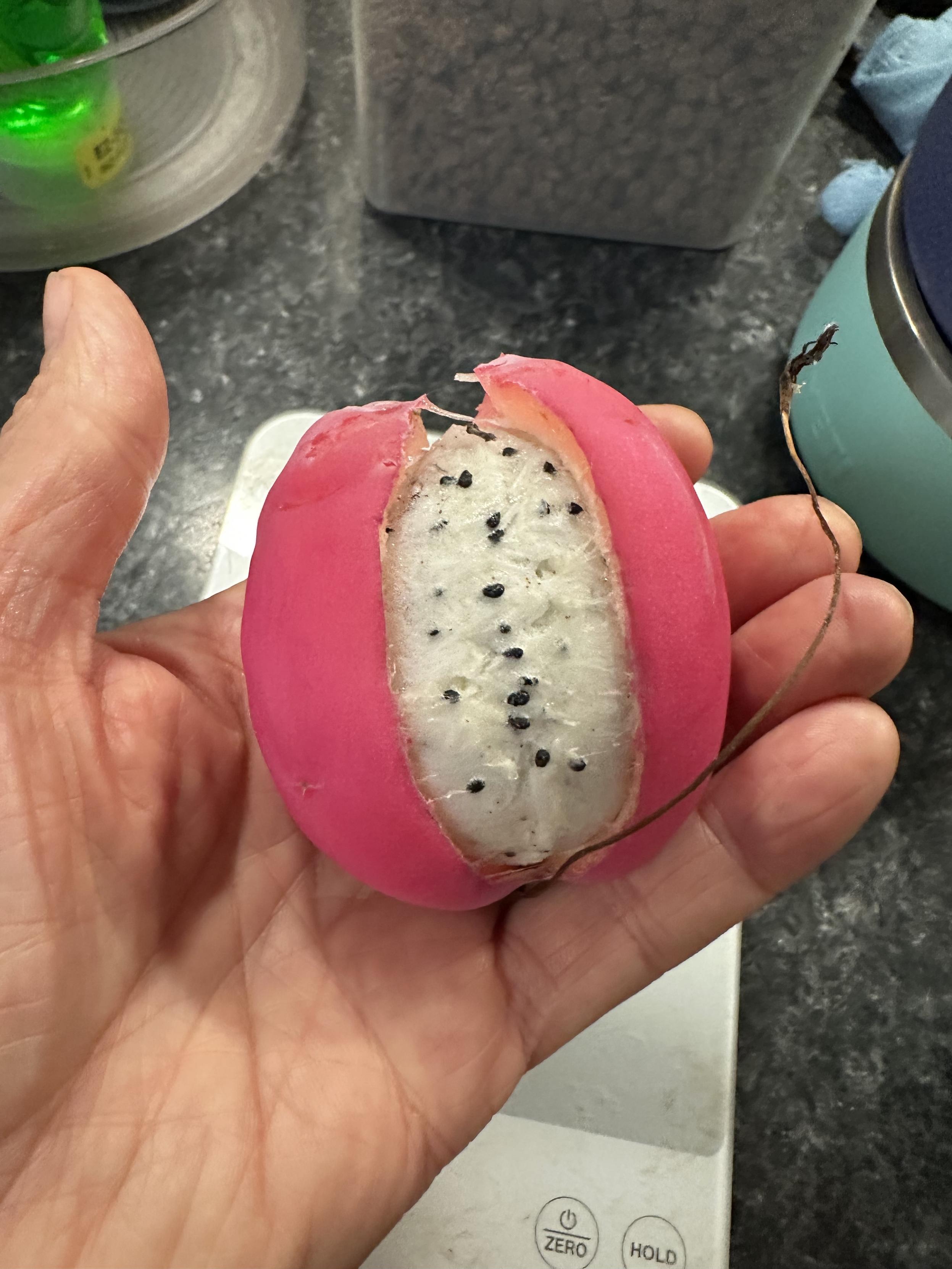 Cactus* Apple, pink, splitting from the juice pressure, ripe and ready, sitting in a hand
*Cereus Peruvianus