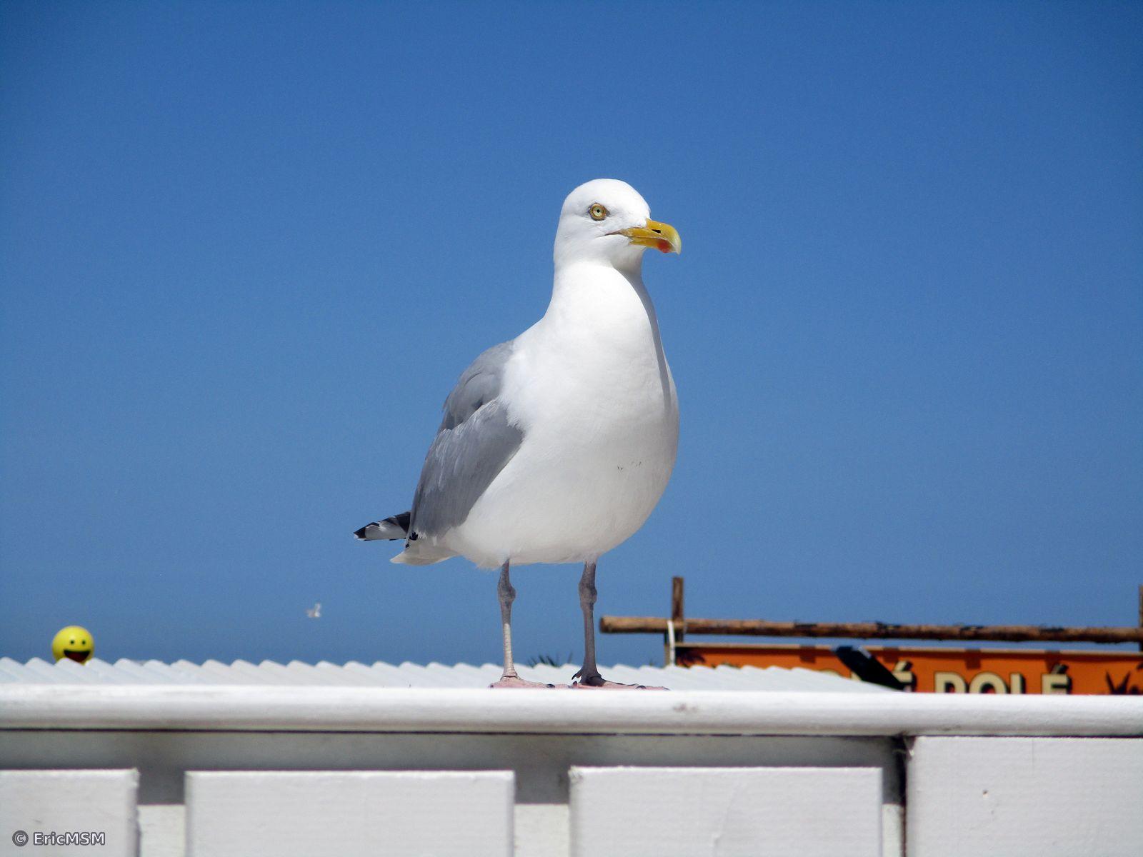 Un goéland argenté sur le rebord d'une cabine de plage. 

A herring gull on the edge of a beach cabin.