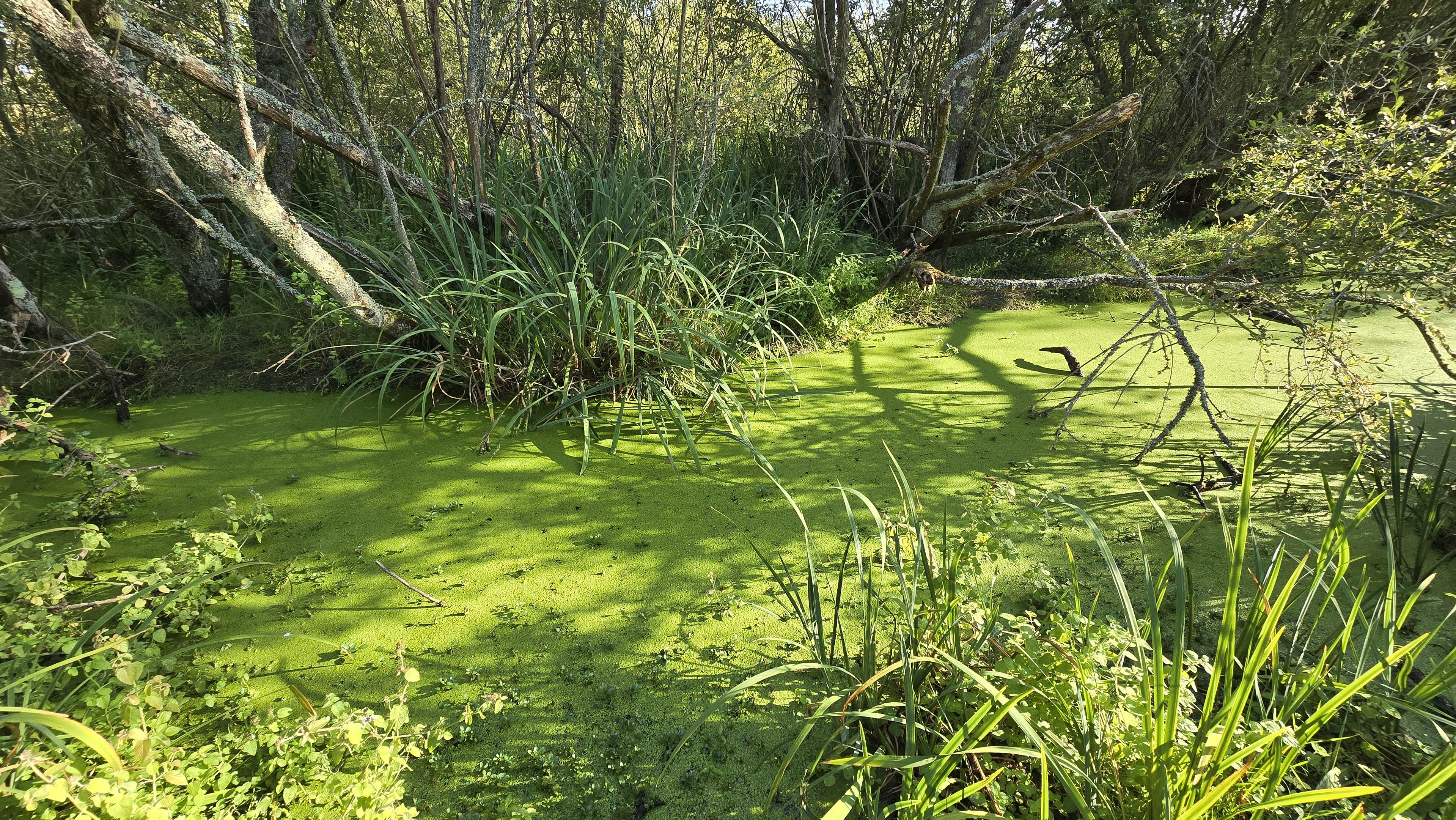 Lentilles d’eau vertes près des étangs de Suscinio dans le Morbihan.