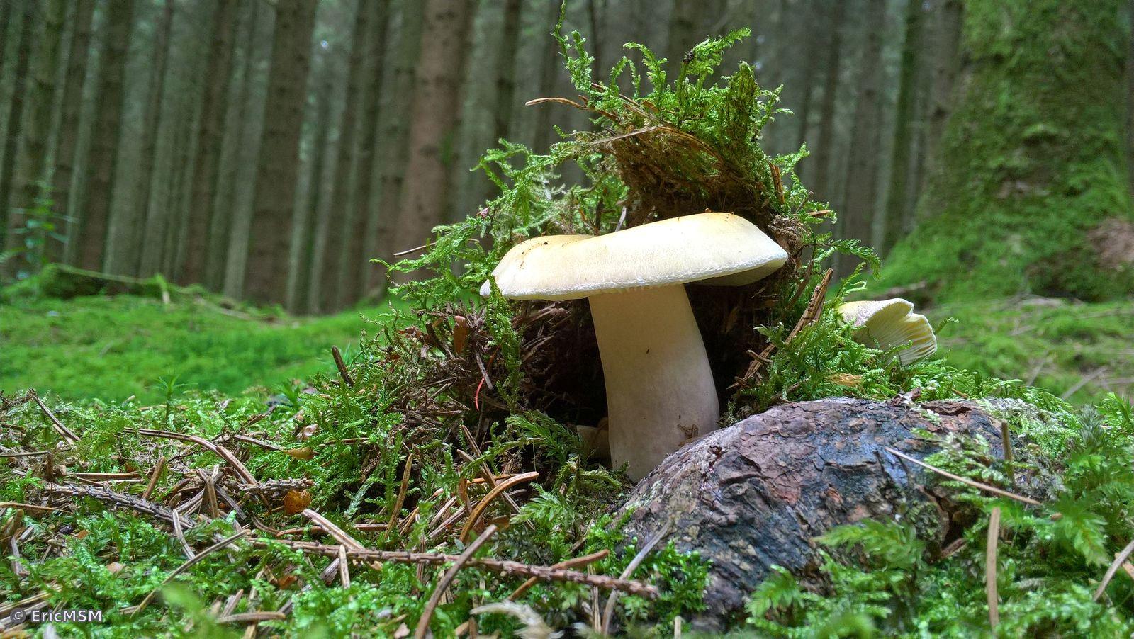 Un gros champignon sorti de terre et avec encore de la mousse et des lichens sur son chapeau dans une forêt de pins. Photo en gros-plan.

A large mushroom emerging from the ground and still with moss and lichens on its cap in a pine forest. Close-up photo.