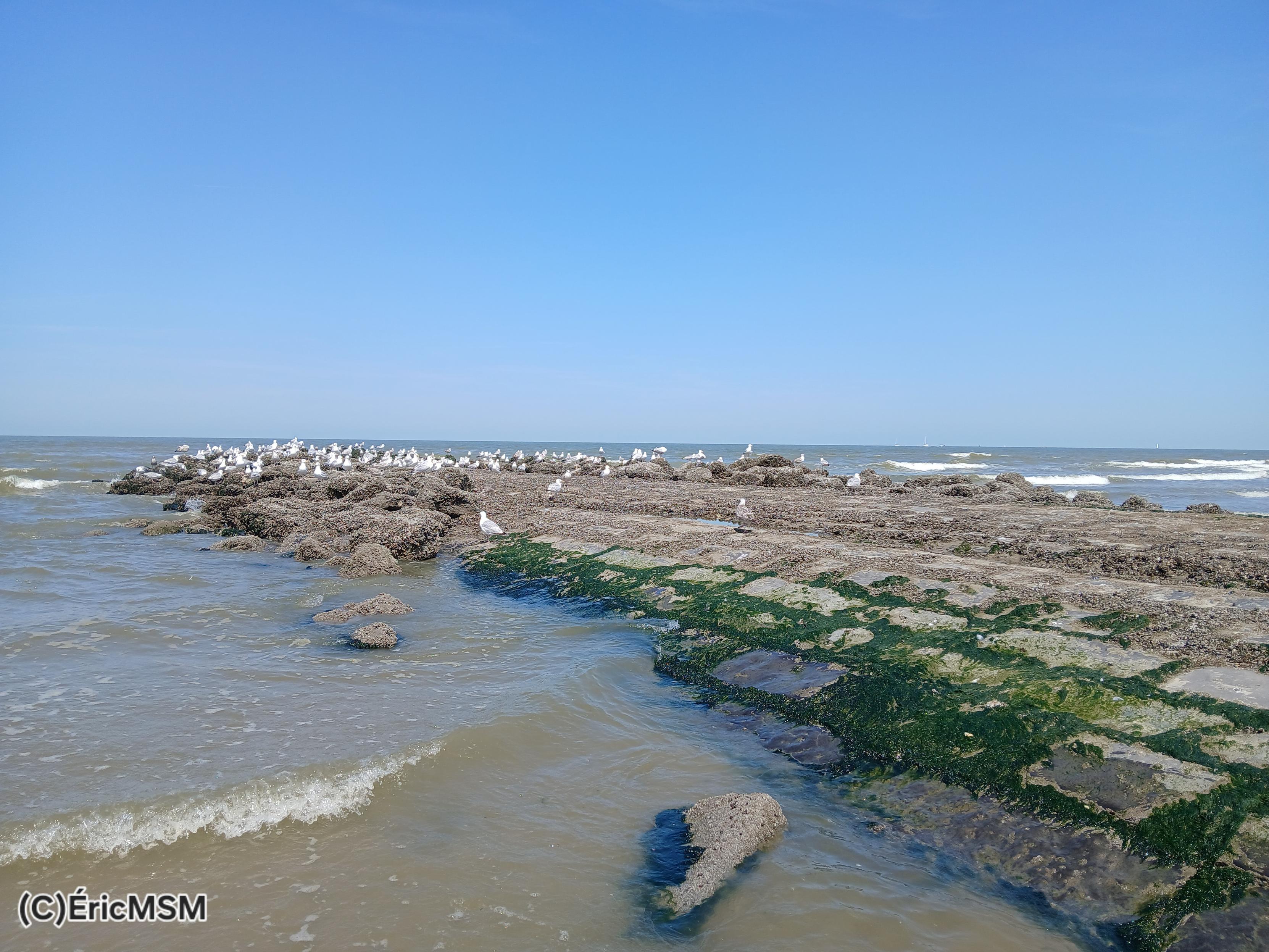 Un brise-lames avec de nombreux oiseaux en train de chercher de la nourriture.

A breakwater with many birds searching for food.