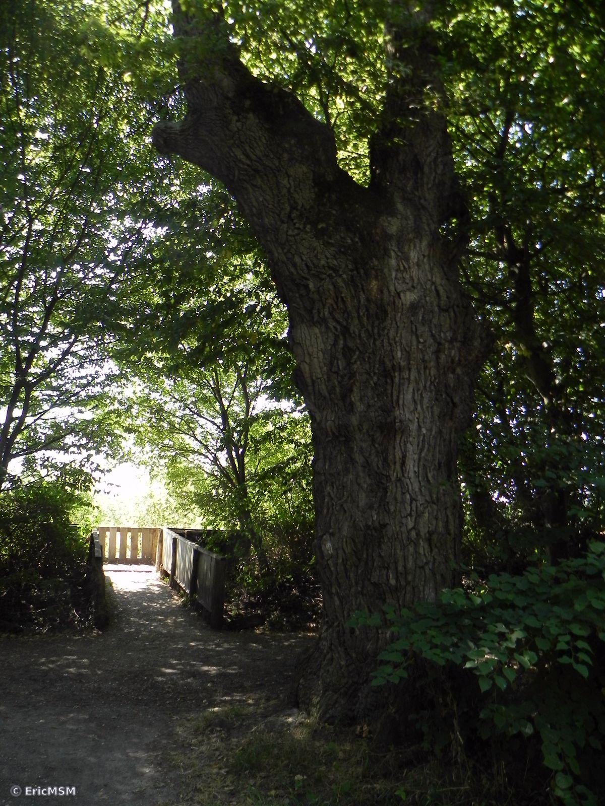 Un arbre au tronc large au détour d'un chemin. 

Ein Baum mit breitem Stamm an der Biegung eines Weges.