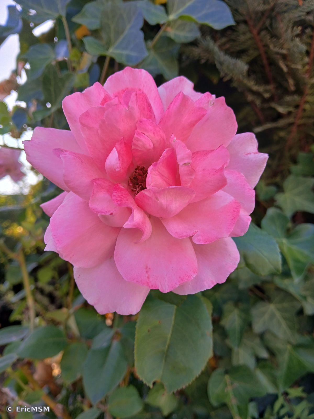 Une rose - A rose / close-up