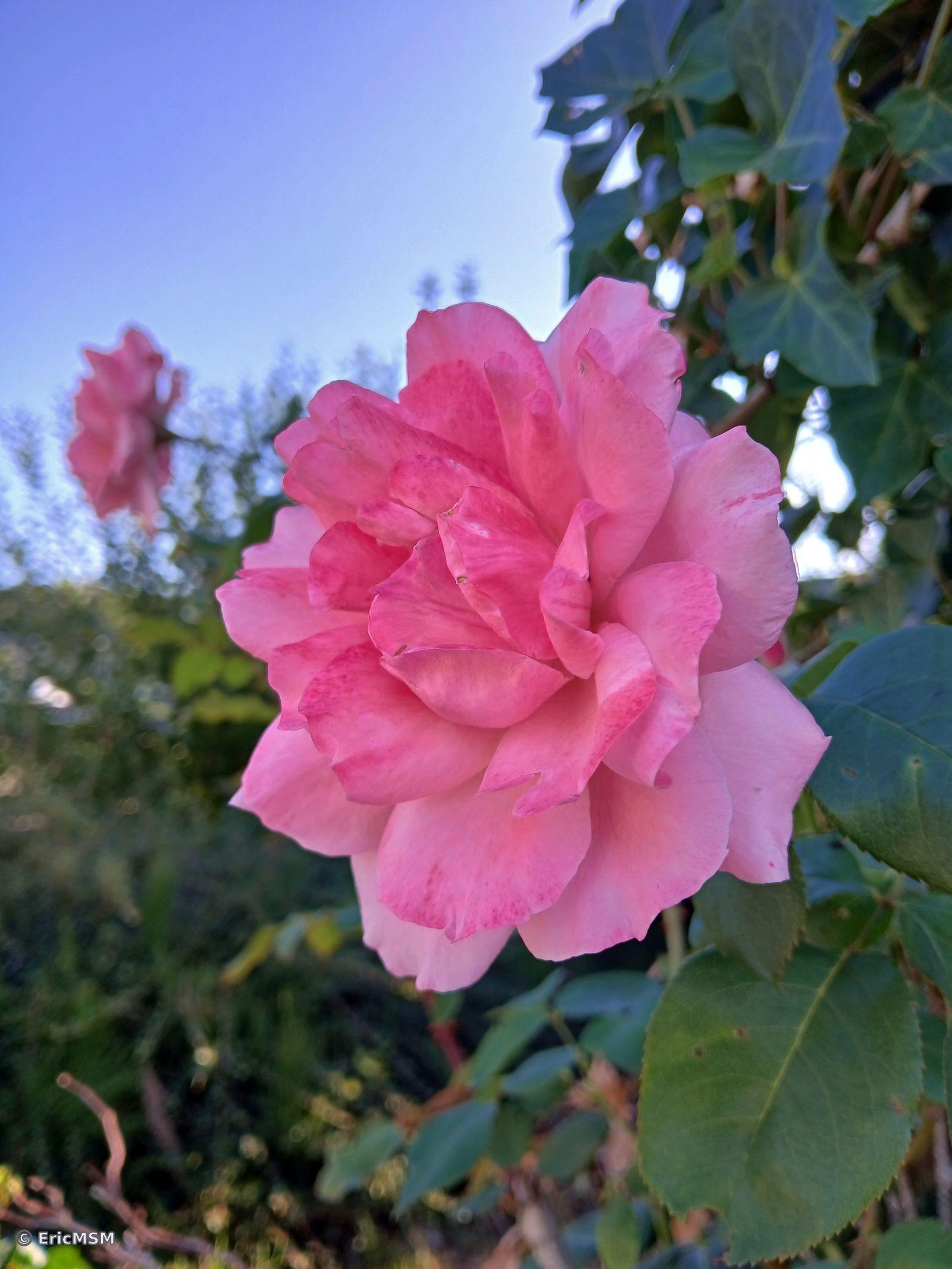 Une rose - A rose / close-up