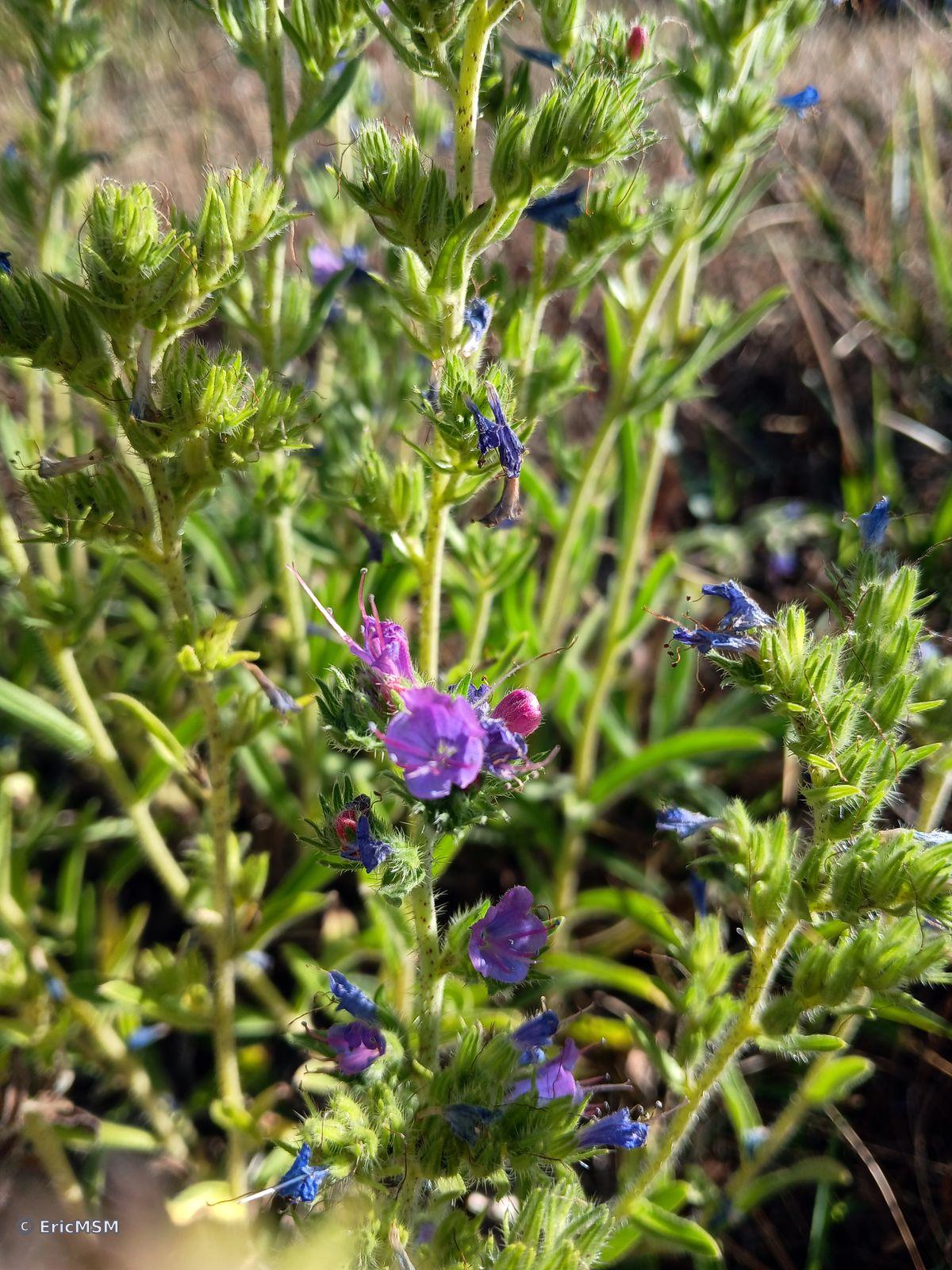 Vipérine commune / Echium vulgare / viper's bugloss
