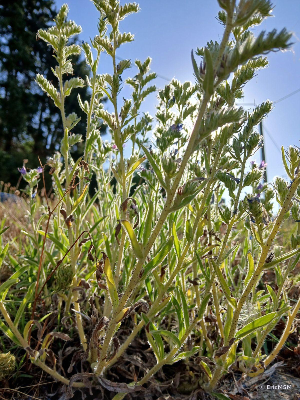 Vipérine commune / Echium vulgare / viper's bugloss